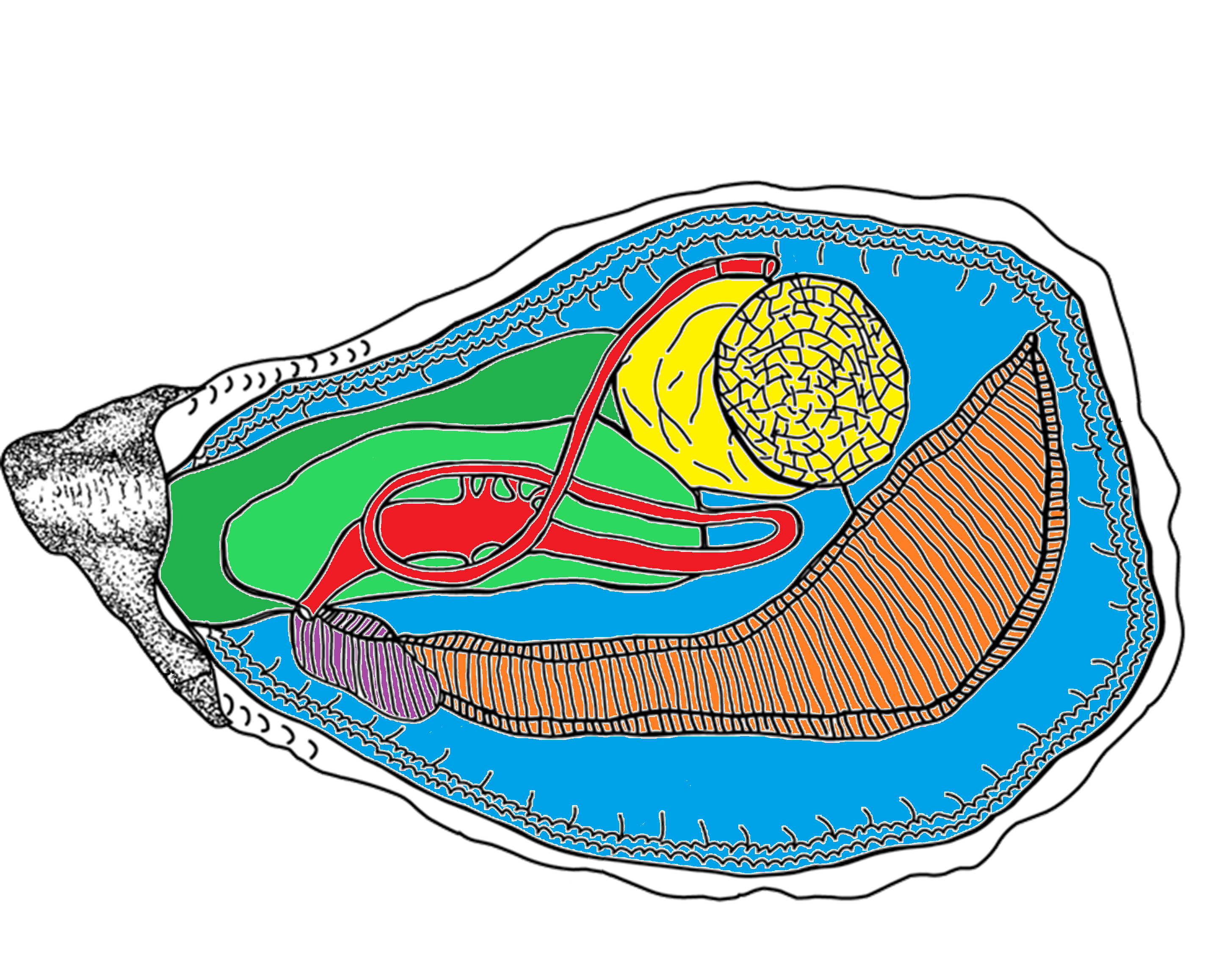 Oyster Anatomy Puzzle Rebecca J. Stevick